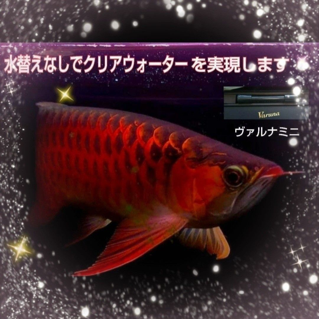 水槽の透明度アップ！ヴァルナミニ☆有害物質、感染症強力抑制！水替え