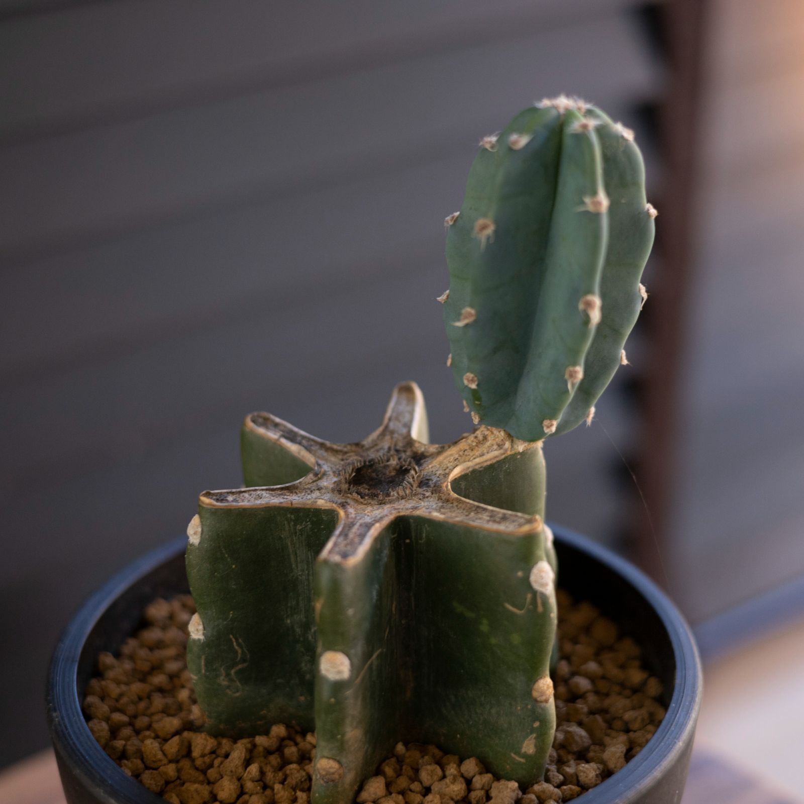 大株】柱サボテン② 鬼面角 花サボテン【現品 引き取り歓迎】観葉植物 ドライガーデン ロックガーデン - 観葉植物