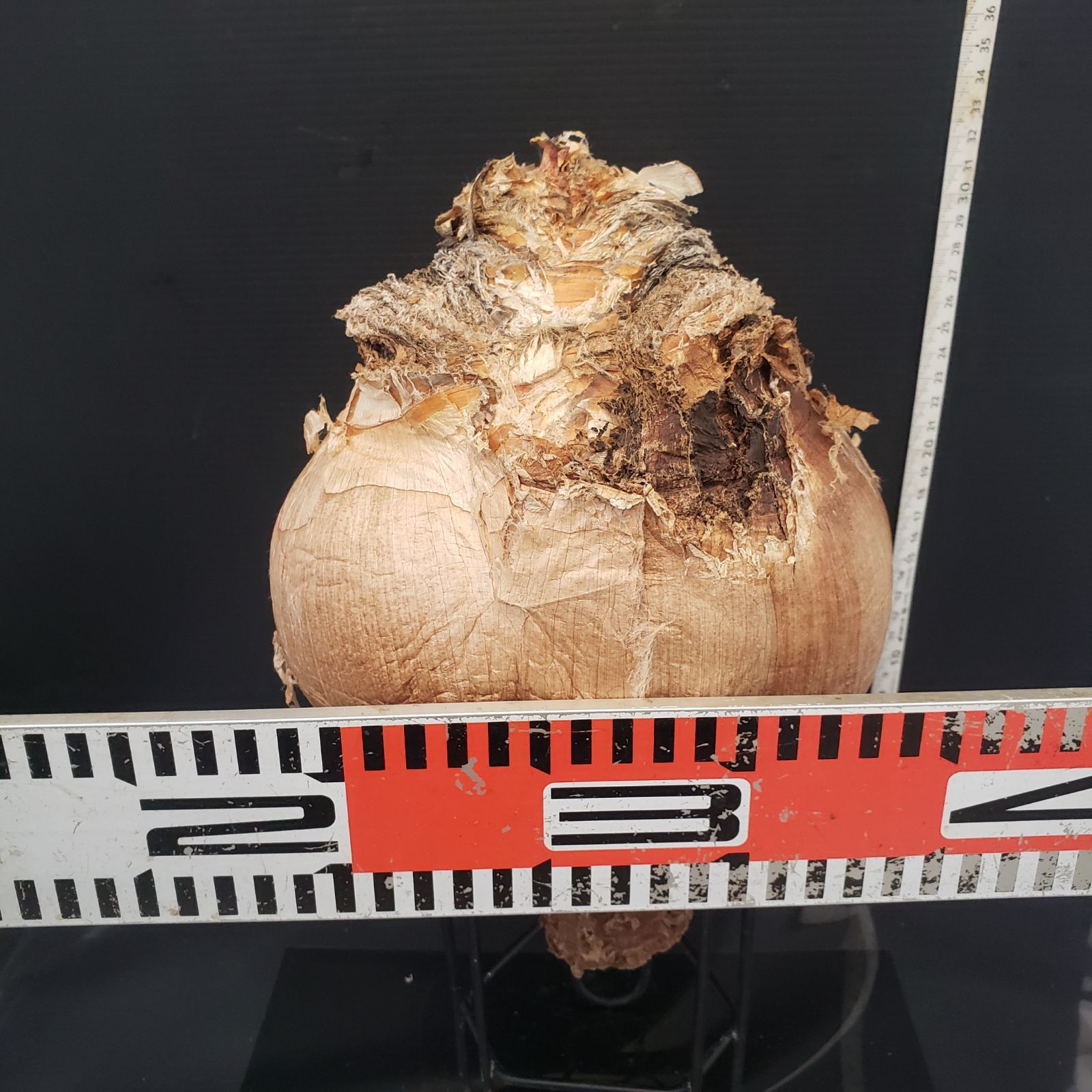 Z400 最新到着 Boophane ハエマンソイデス 現地球 抜き苗 球根植物 ブーファン ハエマンソイデス