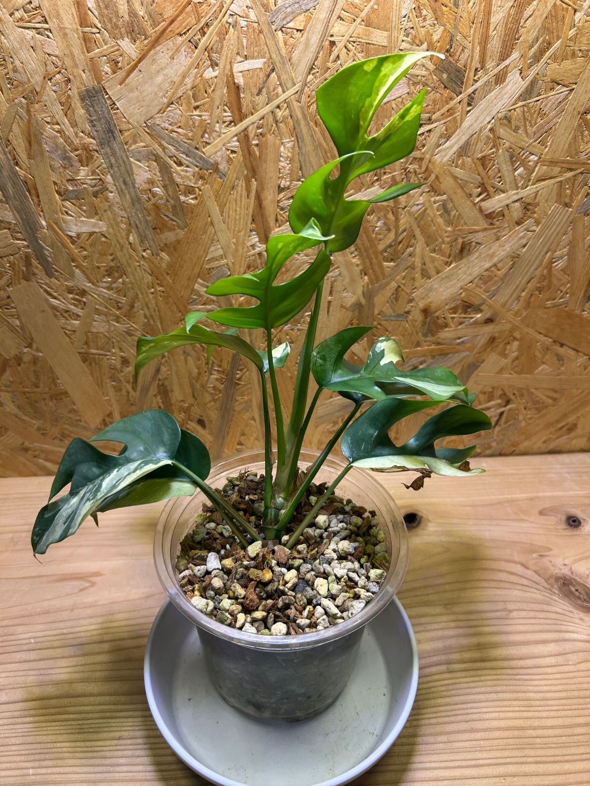 姫モンステラ♡斑入り♡ラフィドフォラ テトラスペルマ斑入 超希少