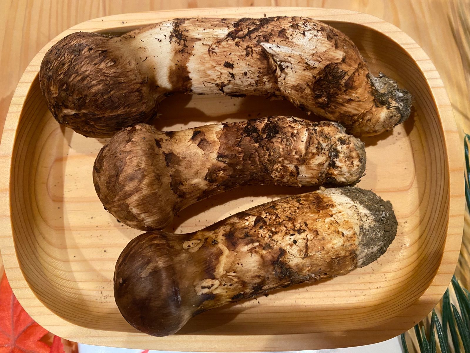 松茸長野産大ぶり4本新鮮 クール便で送ります。 松茸 長野県産 クール