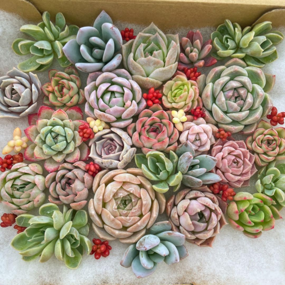 韓国苗　100苗セット　カット苗　【メルカリ便発送】多肉植物　詰め合わせ 韓国苗 多肉植物 エケベリア 詰め合わせ 土付き 15苗セット