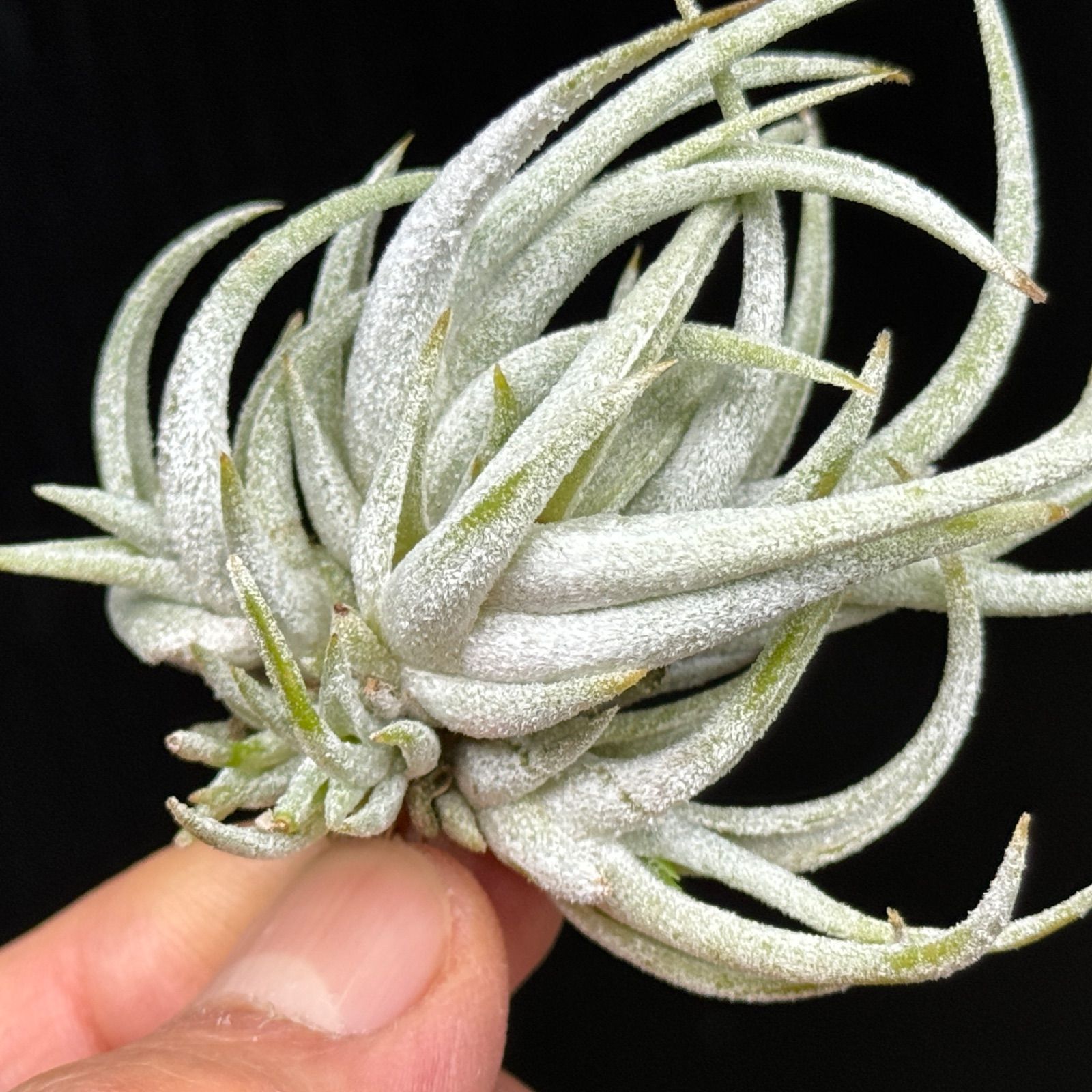 チランジア　Imbrogilo マザー株　ラスト苗 チランジア Imbrogilo マザー株 ラスト苗