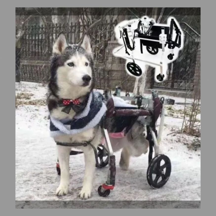 犬 車椅子 4輪、 大型用調節可能　前輪と後輪付き(Blue,XL) 犬 車椅子 4輪、 大型用調節可能 前輪と後輪付き(Blue,XL) Amazon.co