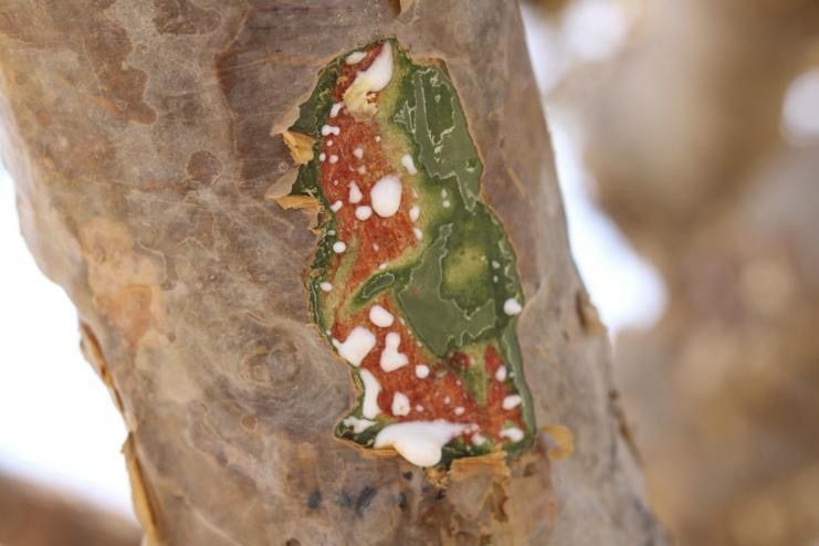 うるま陶器 4種セットオマーン産