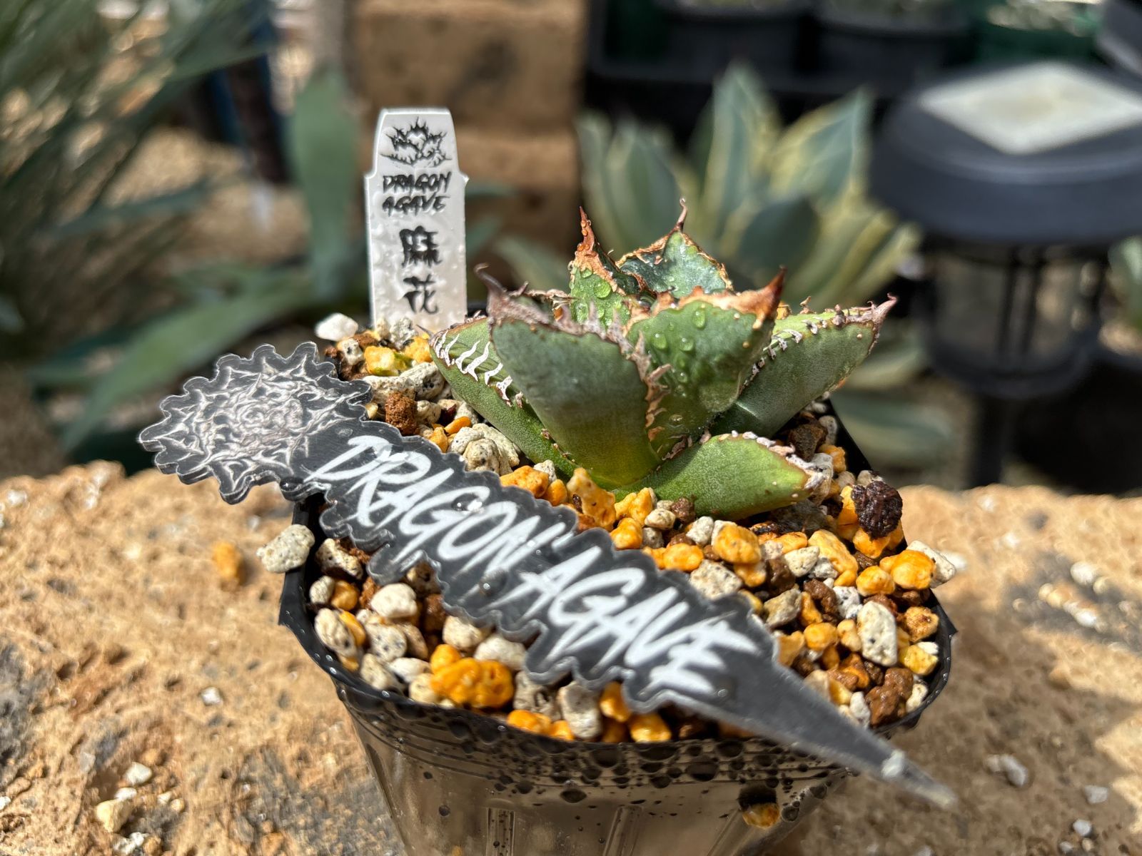 アガベ イシスメンシス ブルーエンジェル【 藍天使 】早いもの勝ち 鉢