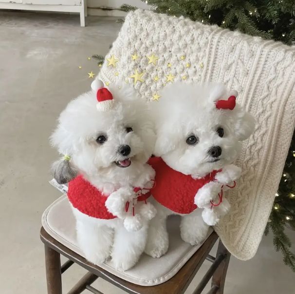 Kensei Ogata Sarapedals Lucy OD