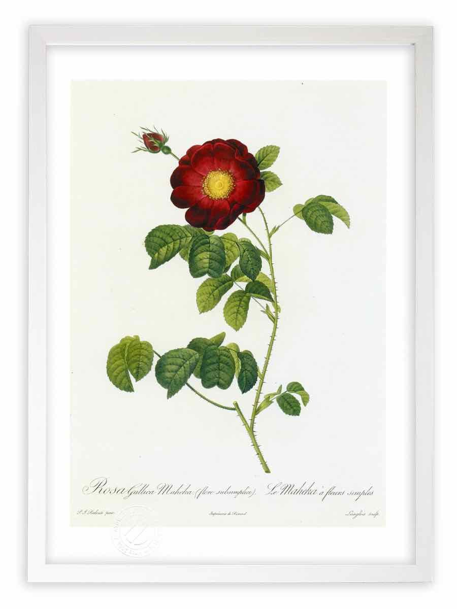 版画 絵画 ロサ・ガリカ・マヘカ ルドゥーテ ボタニカル 薔薇 バラ