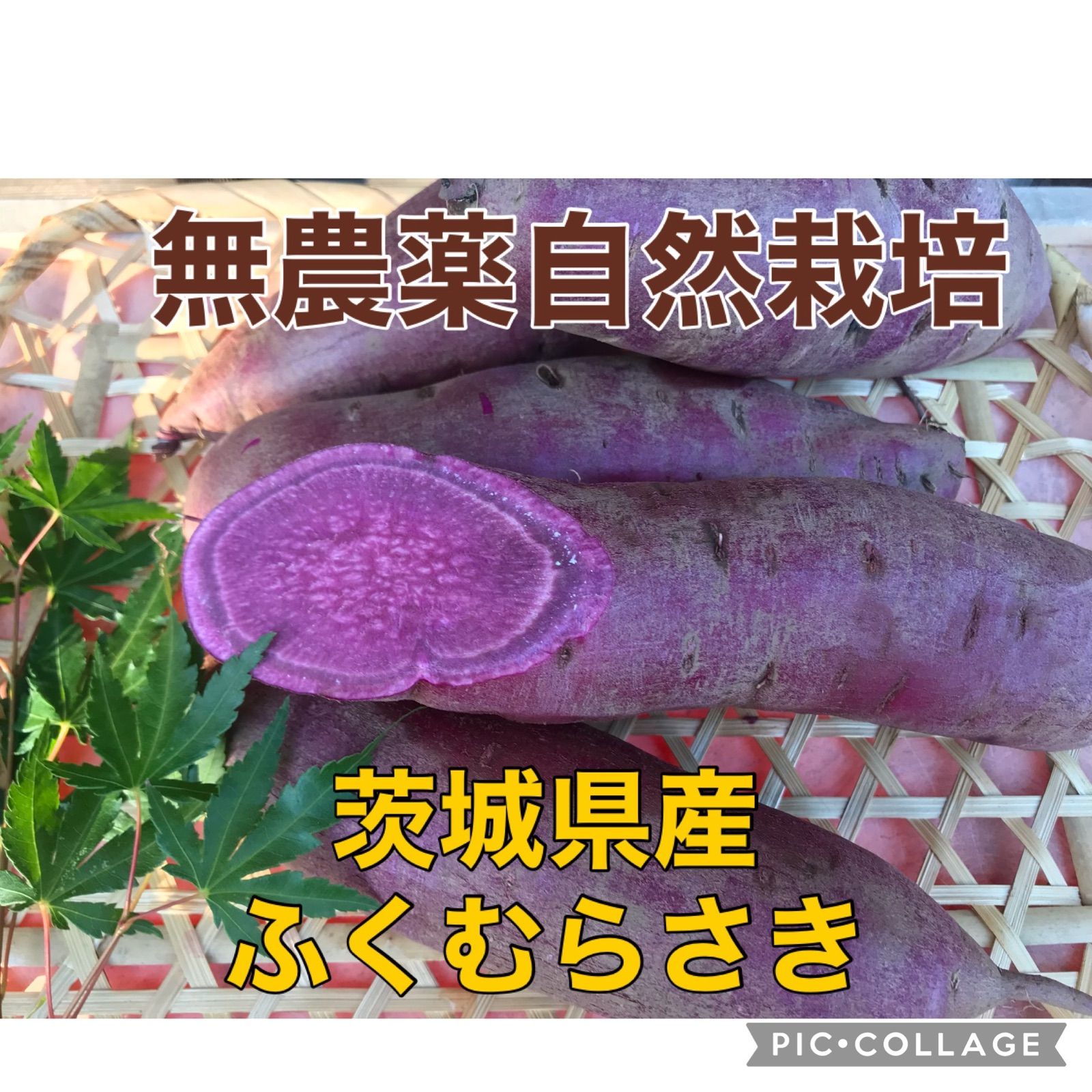 無農薬自然栽培 新品種 茨城県産ふくむらさき3kg - 1