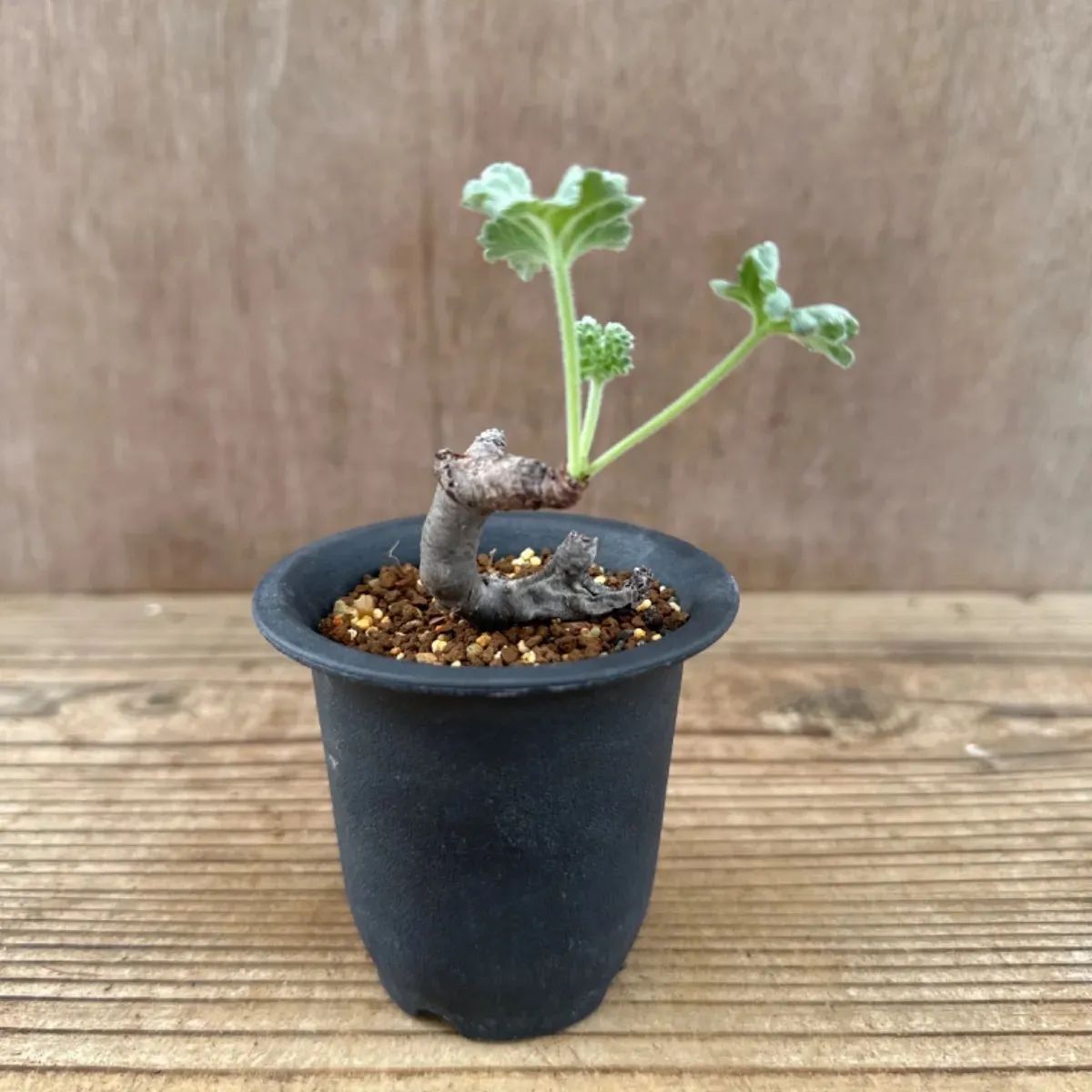 ペラルゴニウム ミラビレ② 現品 Pelargonium mirabile 観葉植物