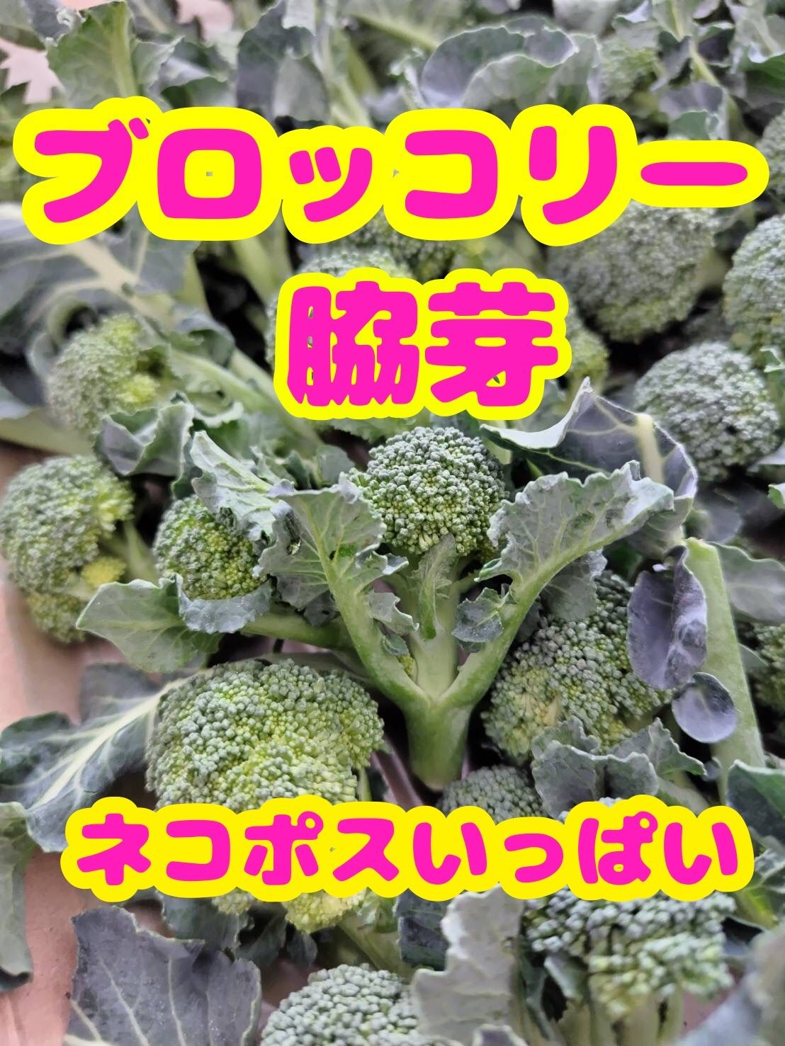 ブロッコリーの脇芽、コンパクト - 野菜