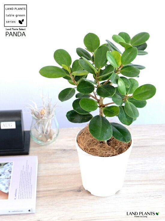 安心の発根済株/接木/鉢込】 パンダガジュマル 白多め 安心の発根済株