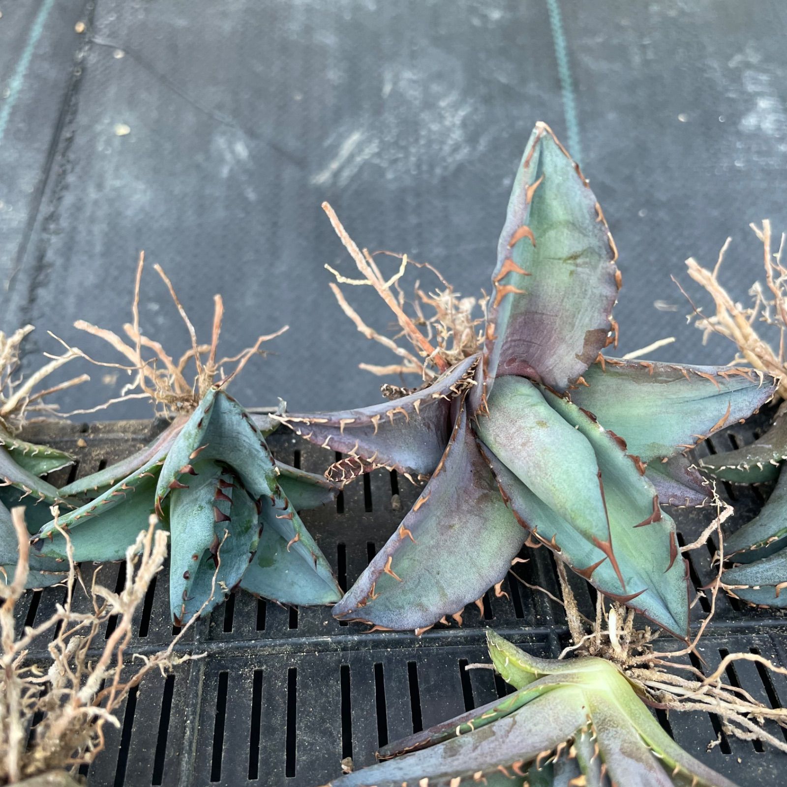 DP023 アガベチタノタブルー実生株20セット Agave Titanota Blue