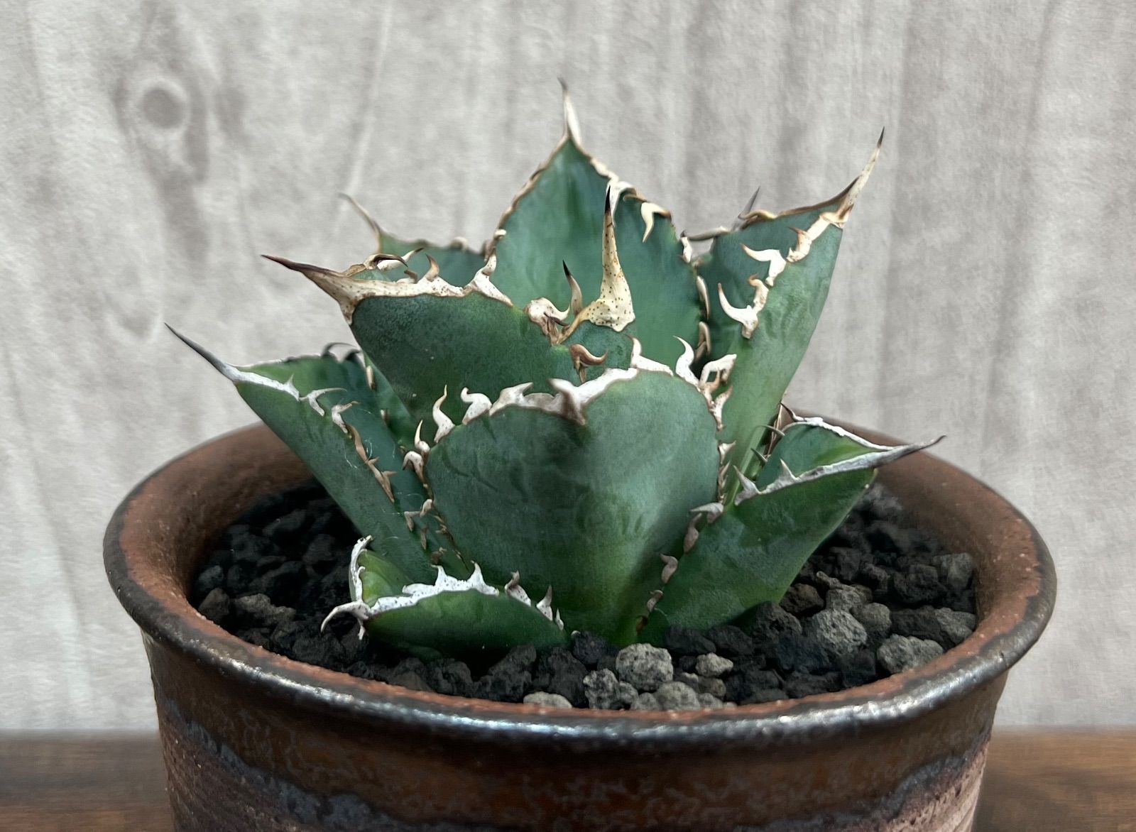 Agave Titanota アガベ チタノタ厳竜/南覇王 強棘 美株！発根済み 送料込み - メルカリ