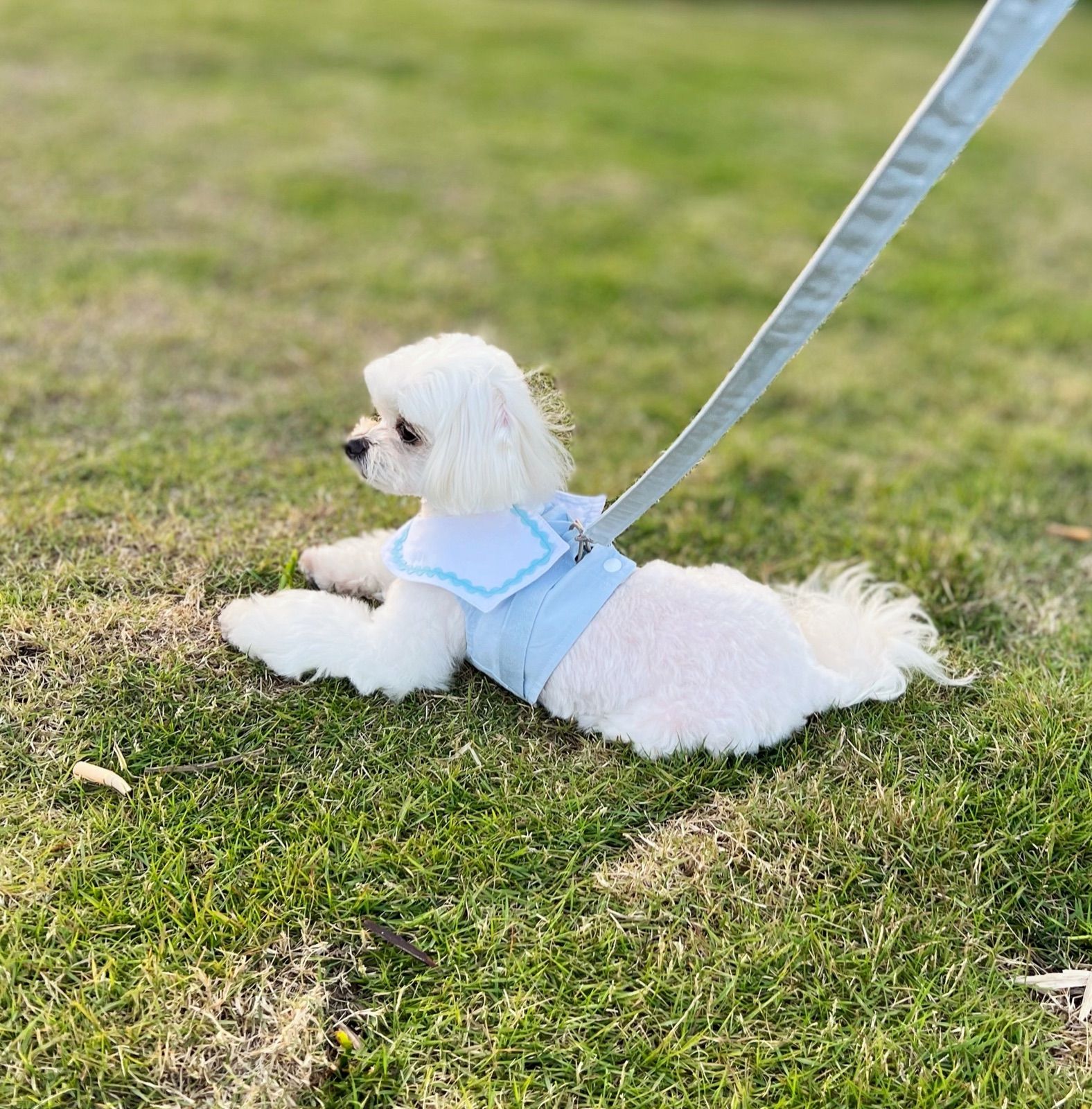 犬 猫ハーネス【リード付き】胴輪 犬服 ペットウェア 犬服 可愛い襟付き二色 メルカリ