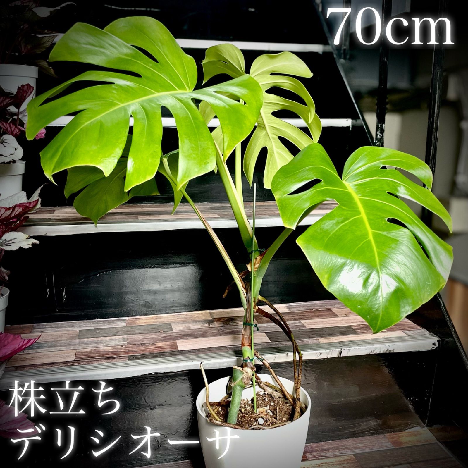 株立ち 幹立ち モンステラデリシオーサ - メルカリ