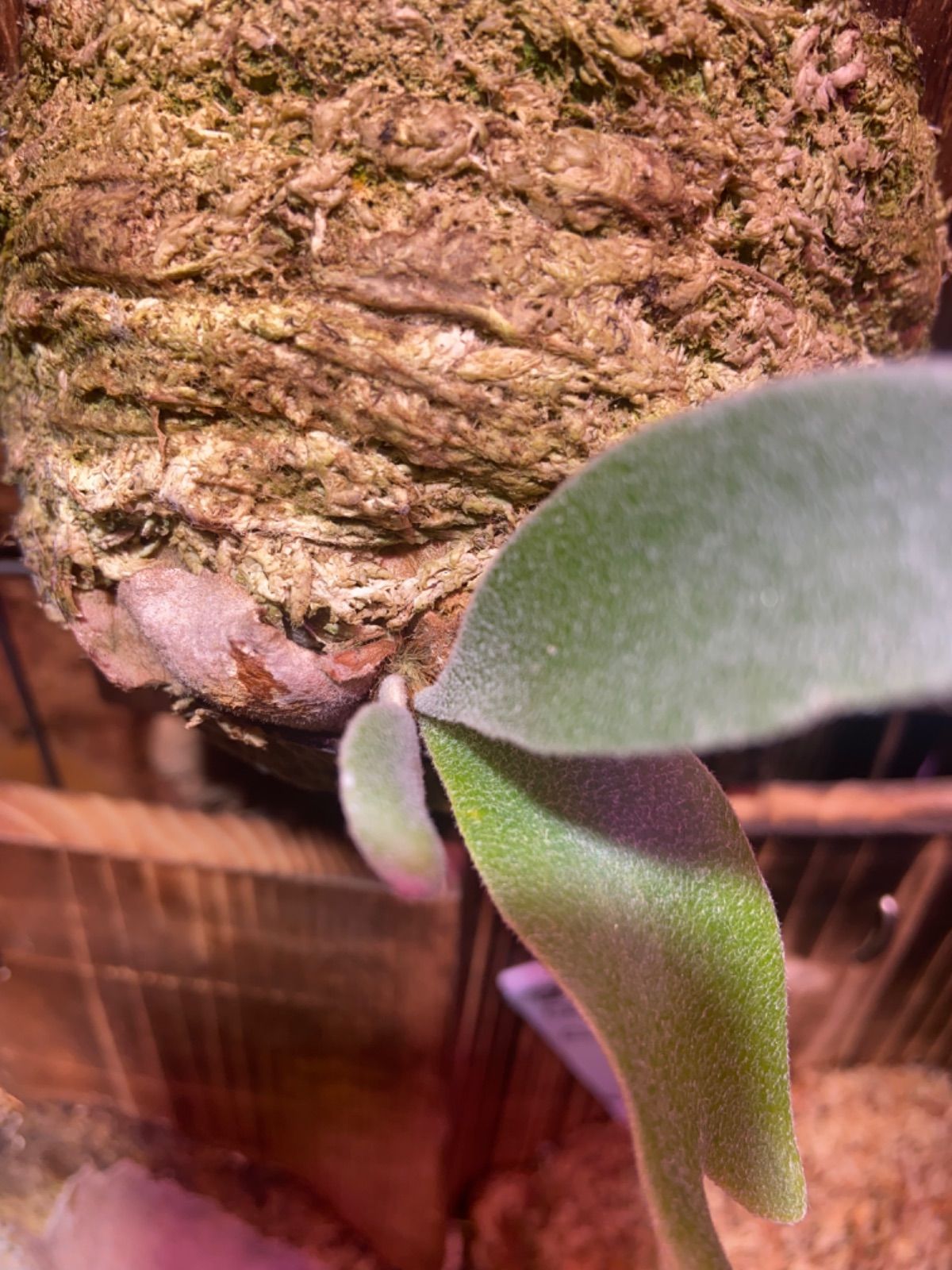 P.Cosmo ビカクシダ コスモ - メルカリ