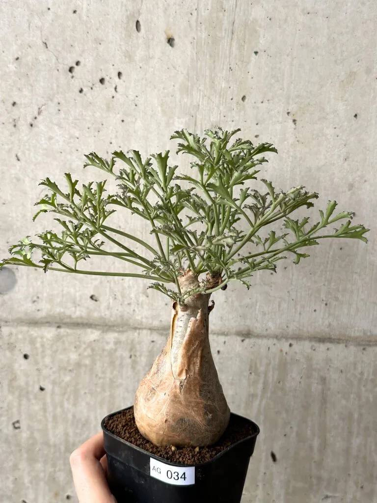 キフォステンマ ベティフォルメ ナロー ソマリア 阪本健 2025年最新