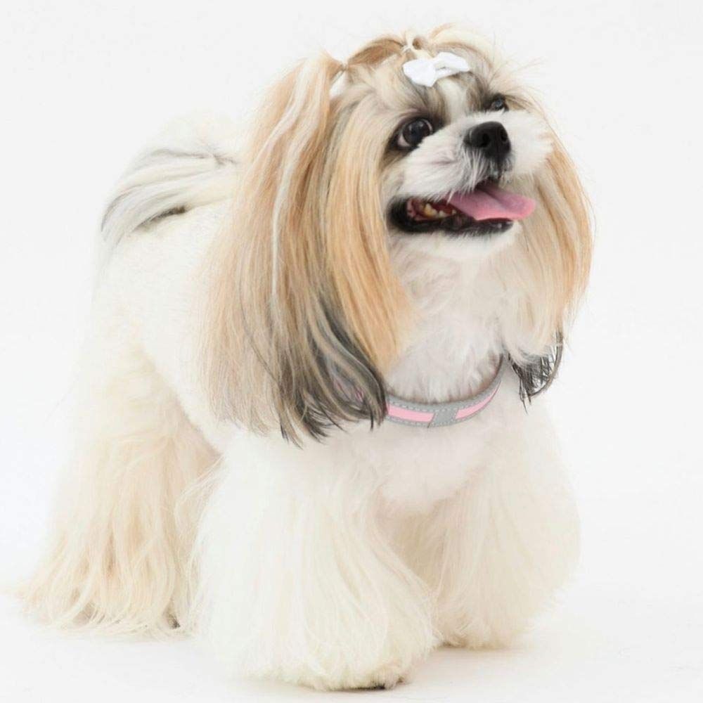 小型犬用