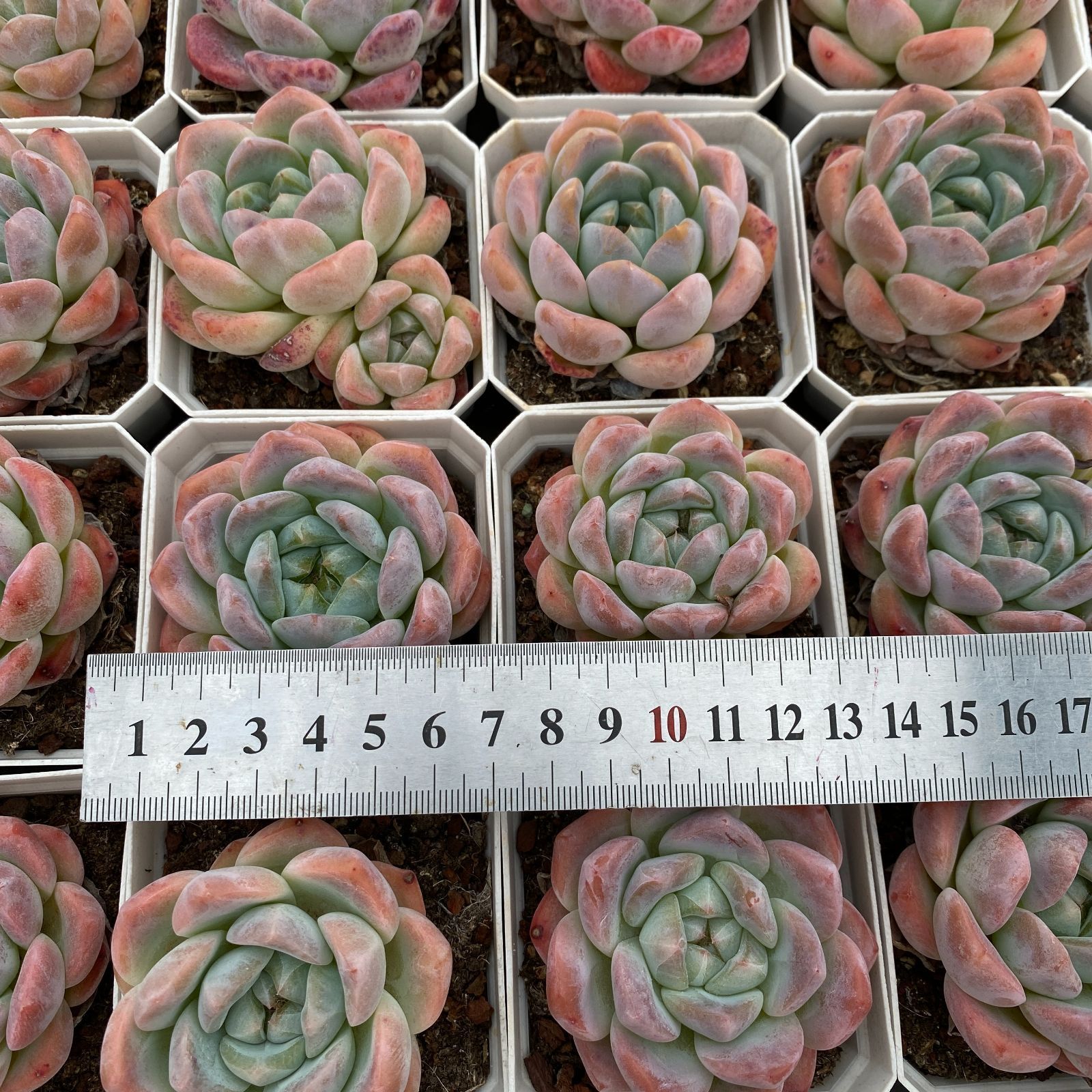 miroco様専用 ミナペルホネン❁Babyうさぎ（ポンピア） Amazon | ミナ