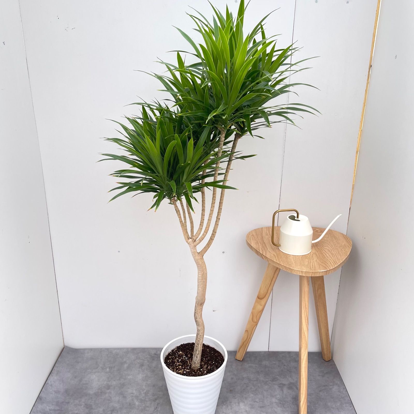 観葉植物