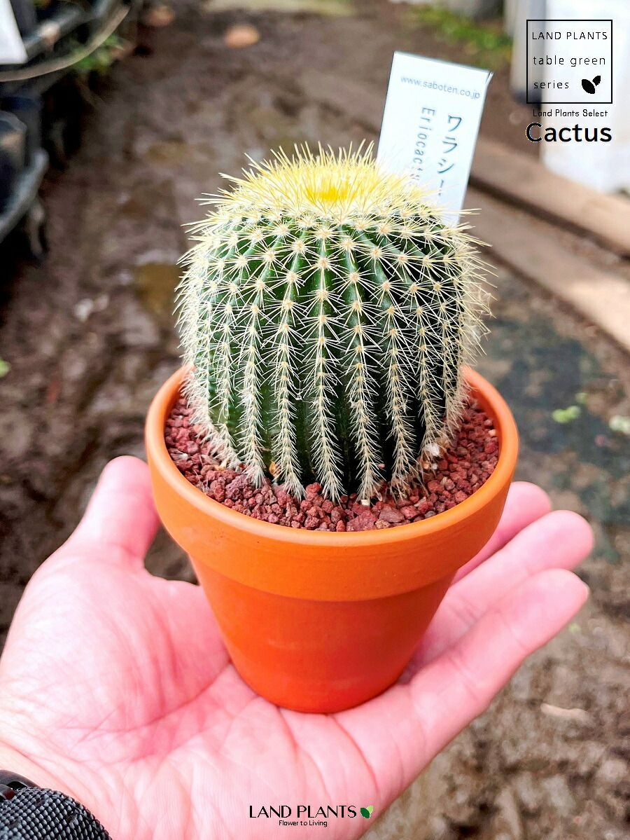 多肉植物】 サボテン（エリオカクタス・ワラシー） 3号 茶色 素焼き鉢