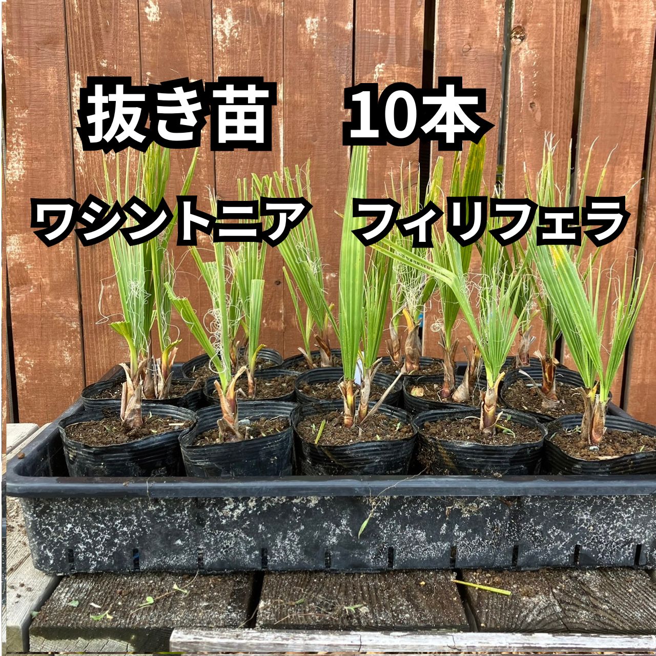 抜き苗】10本 ワシントンヤシ ワシントニア フィリフェラ Washingtonia