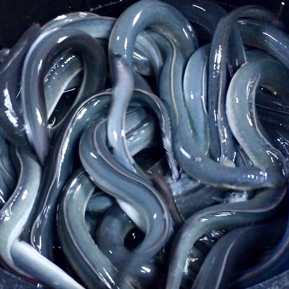 頑固おやじのこだわりうなぎ