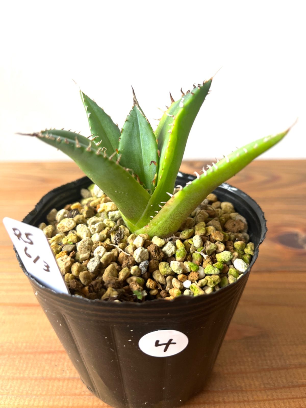 アガベ チタノタ 将来有望株 【公式通販】