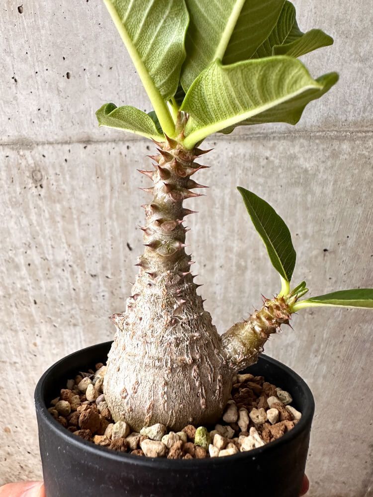 パキポディウム ウィンゾリー Pachypodium windsorii