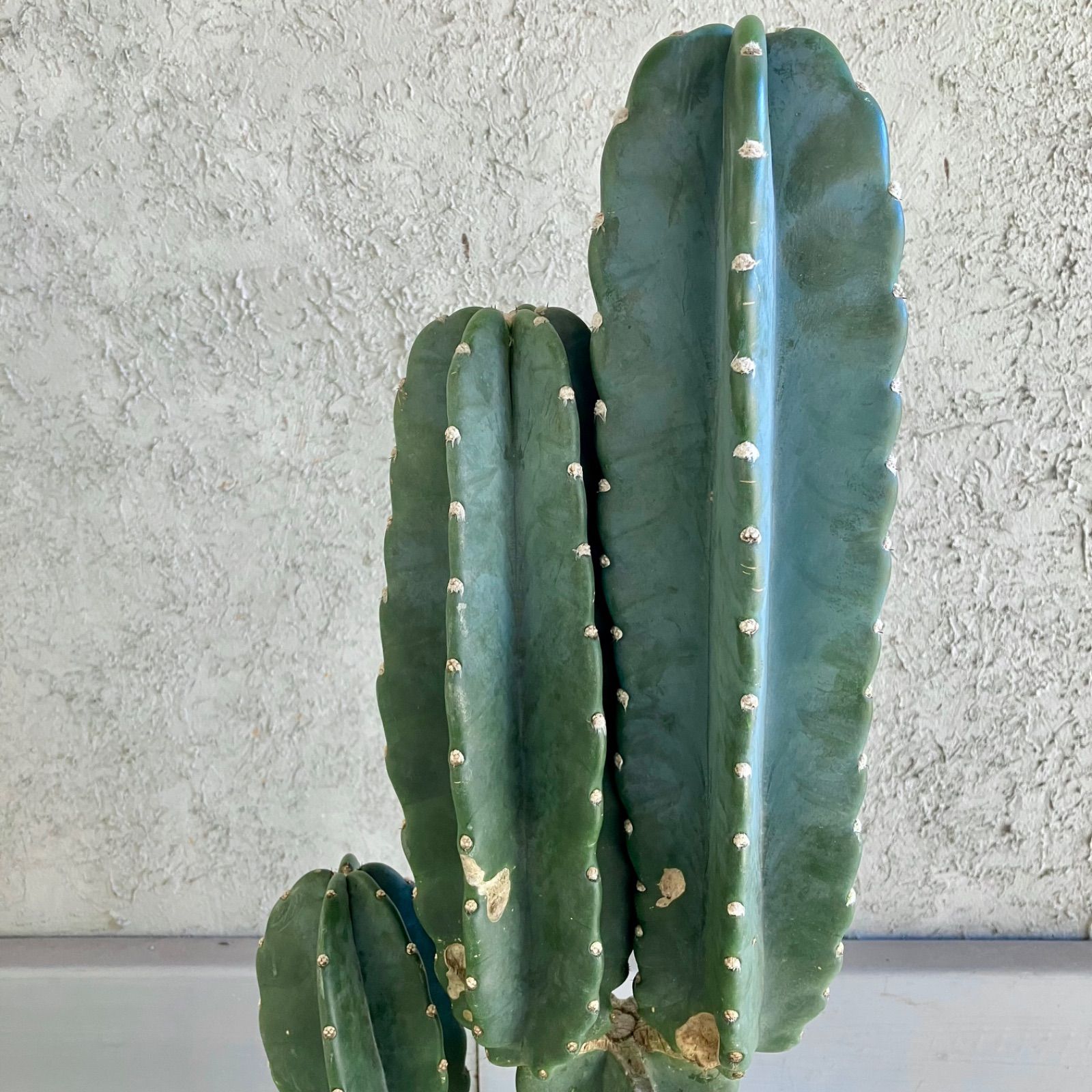 2024 【厳選された植物と鉢】柱サボテン ブランチ 鬼面角 8号