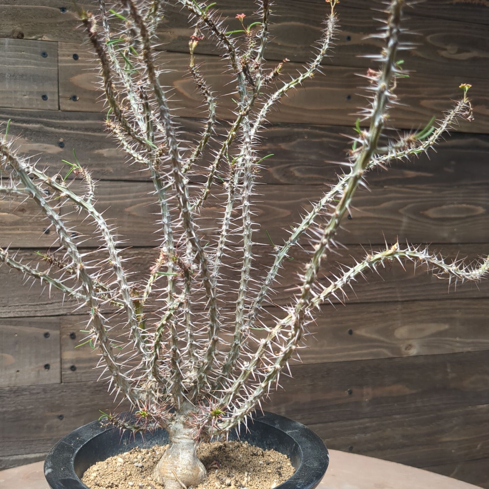 幹立ち モンステラ デリシオーサ ファイバー鉢 お皿付き 幹立ち モンステラ デリシオーサ ファイバー鉢 お皿付き