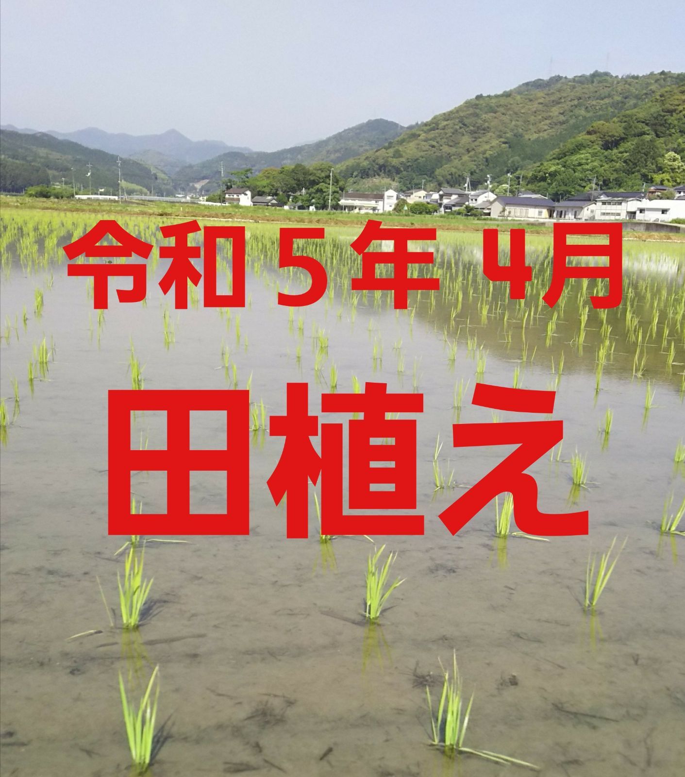 直販一掃新米✨令和3年8月収穫✨高知県産✨30kg 米/穀物