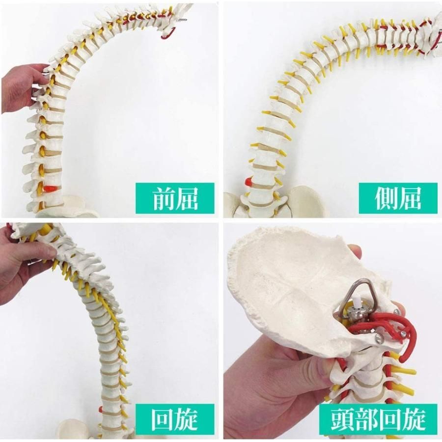 人体模型 脊髄骨盤模型 90cm 実物大 吊り下げ 台座付き 後頭骨 股関節 男性