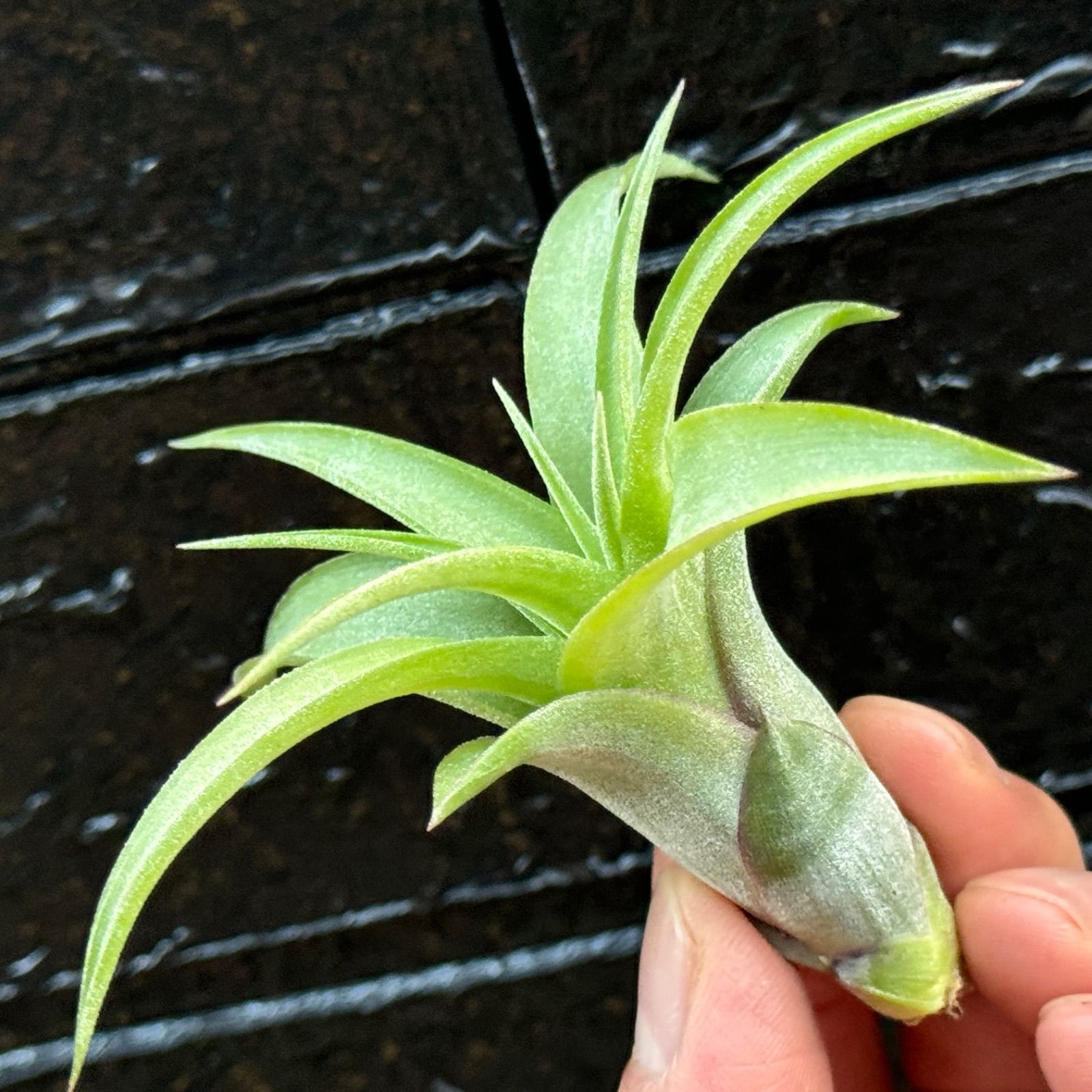 チランジア ストレプトフィラ×キセログラフィカ Tillandsia