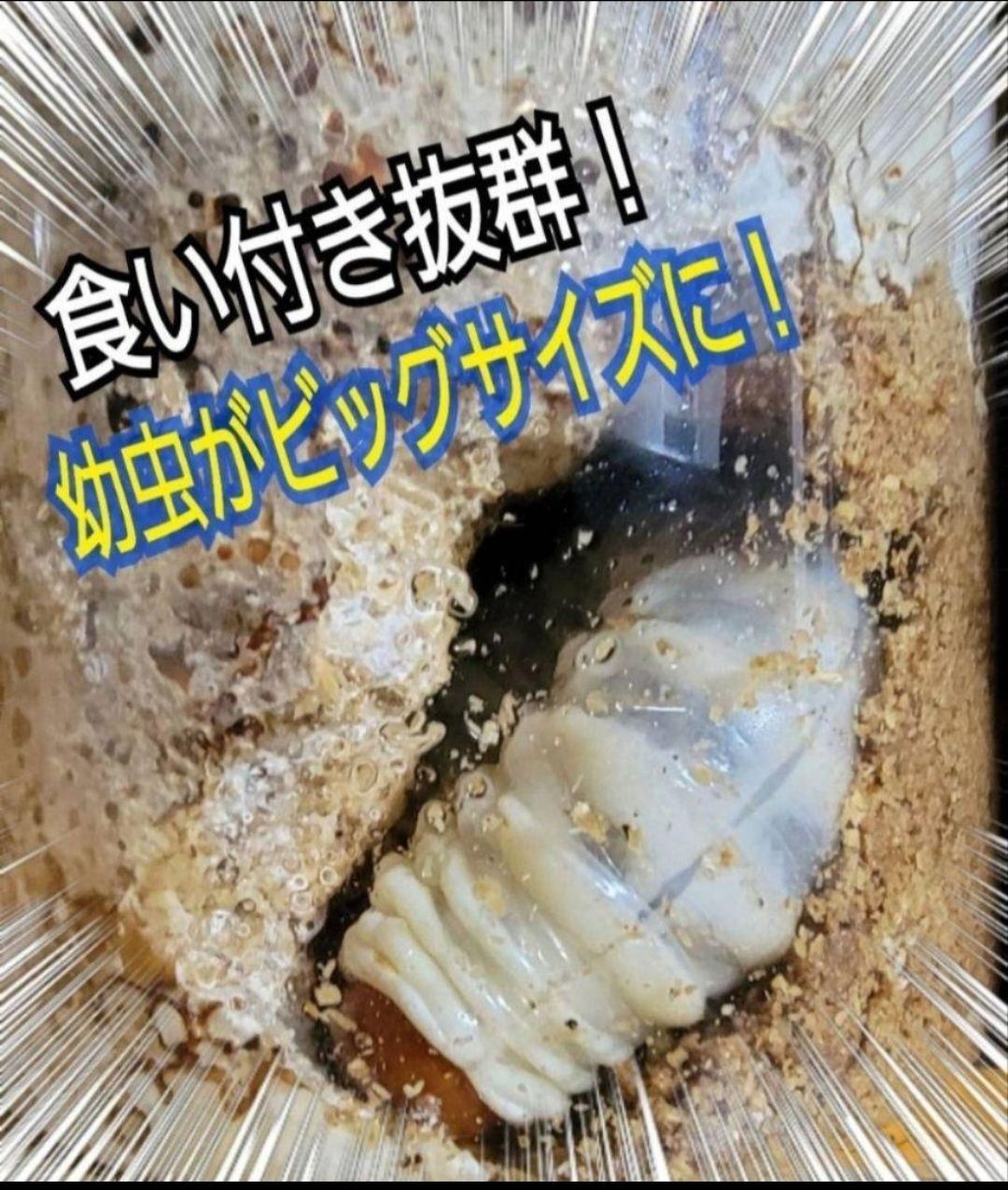 ギネス狙いに！ヒマラヤひらたけ超特大菌糸瓶【2本】特殊アミノ酸強化 