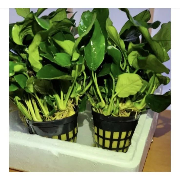 10POT