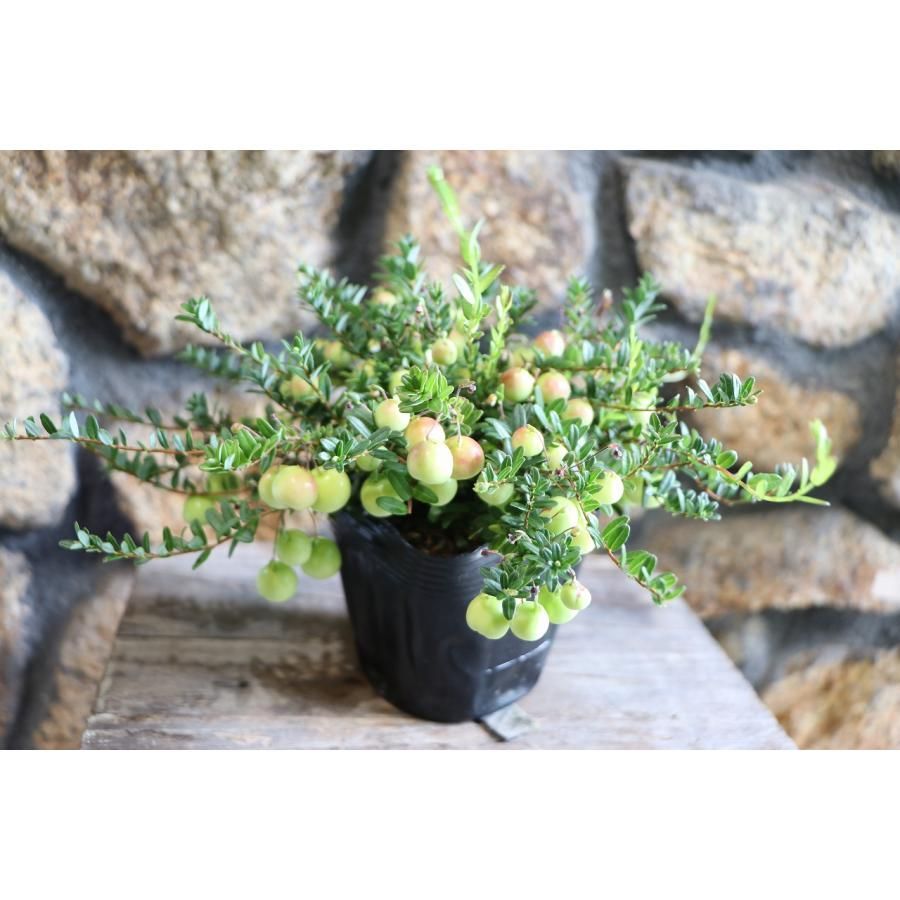 クランベリー苗　かわいいお庭 楽天市場】クランベリー 苗（花・ガーデン・DIY）の通販