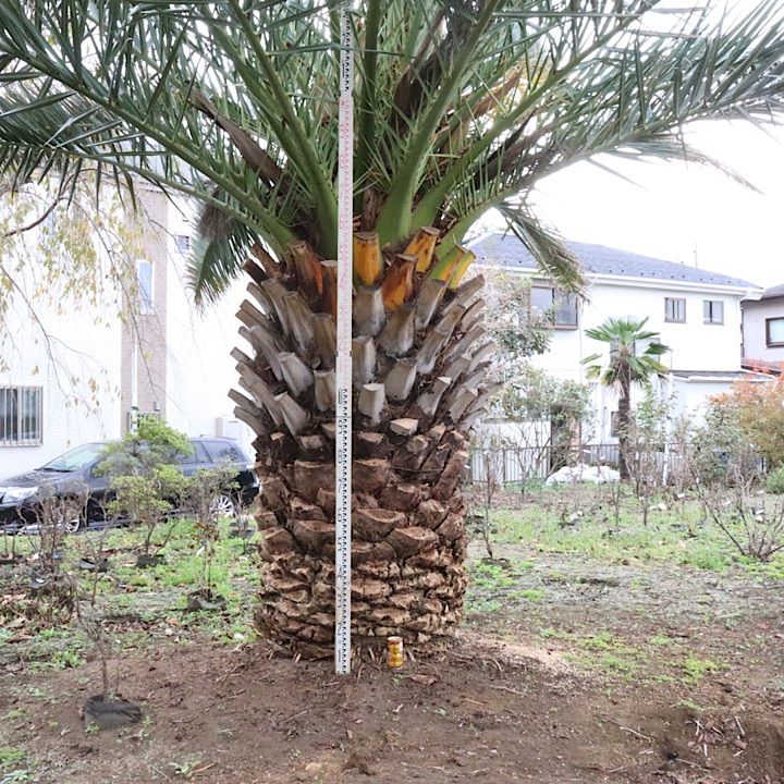 6m越え】特大 カナリーヤシ カナリヤシ - メルカリ