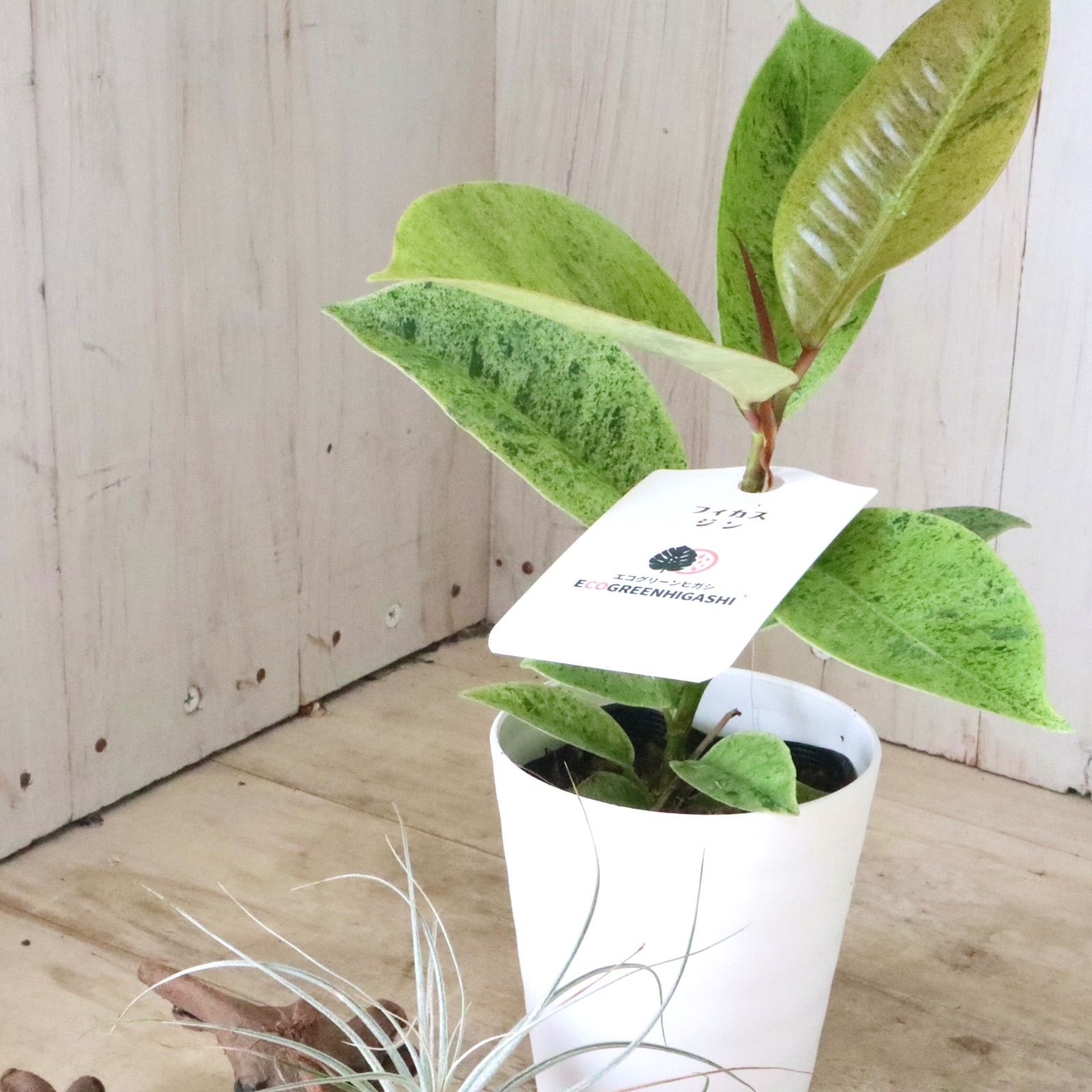 希少♡フィカス♡エラスティカ♡ジン♡観葉植物♡ - メルカリ