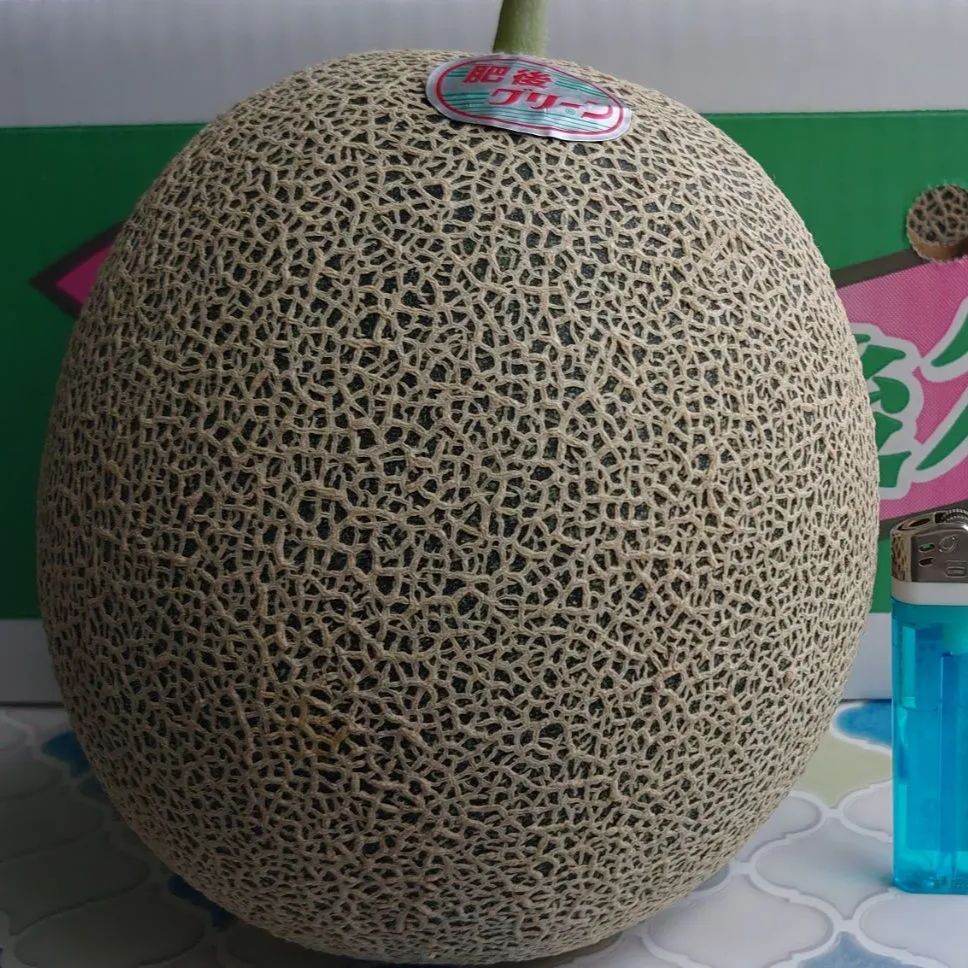 長崎県産 肥後グリーンメロン大玉 5L 2玉 甘くて美味しい 長崎県産 肥後グリーンメロン大玉 5L 2玉 甘くて美味しい