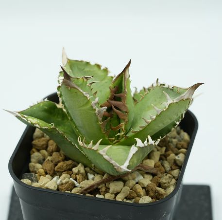 アガベ チタノタ『皇冠』 アガベ チタノタ 皇冠 クラウン lize株 親株