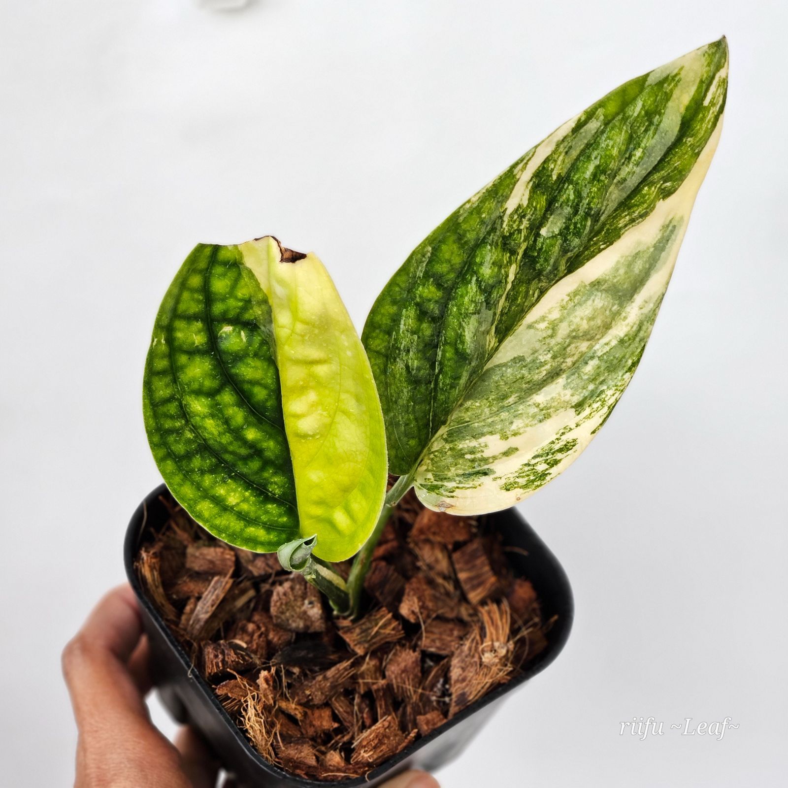 モンステラ ペルー M.Peru 斑入りM. Sp. Karstenianum-