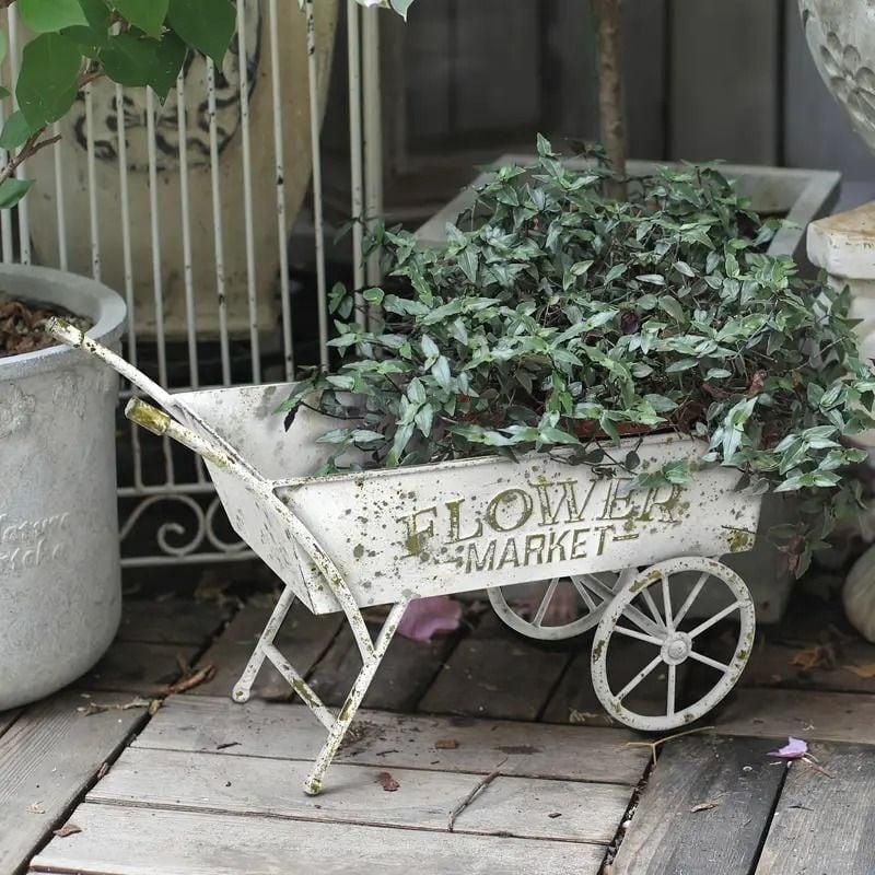 コウモリラン ヴィーチー 流木ハンギング 現品 流木 観葉植物 ハンギング