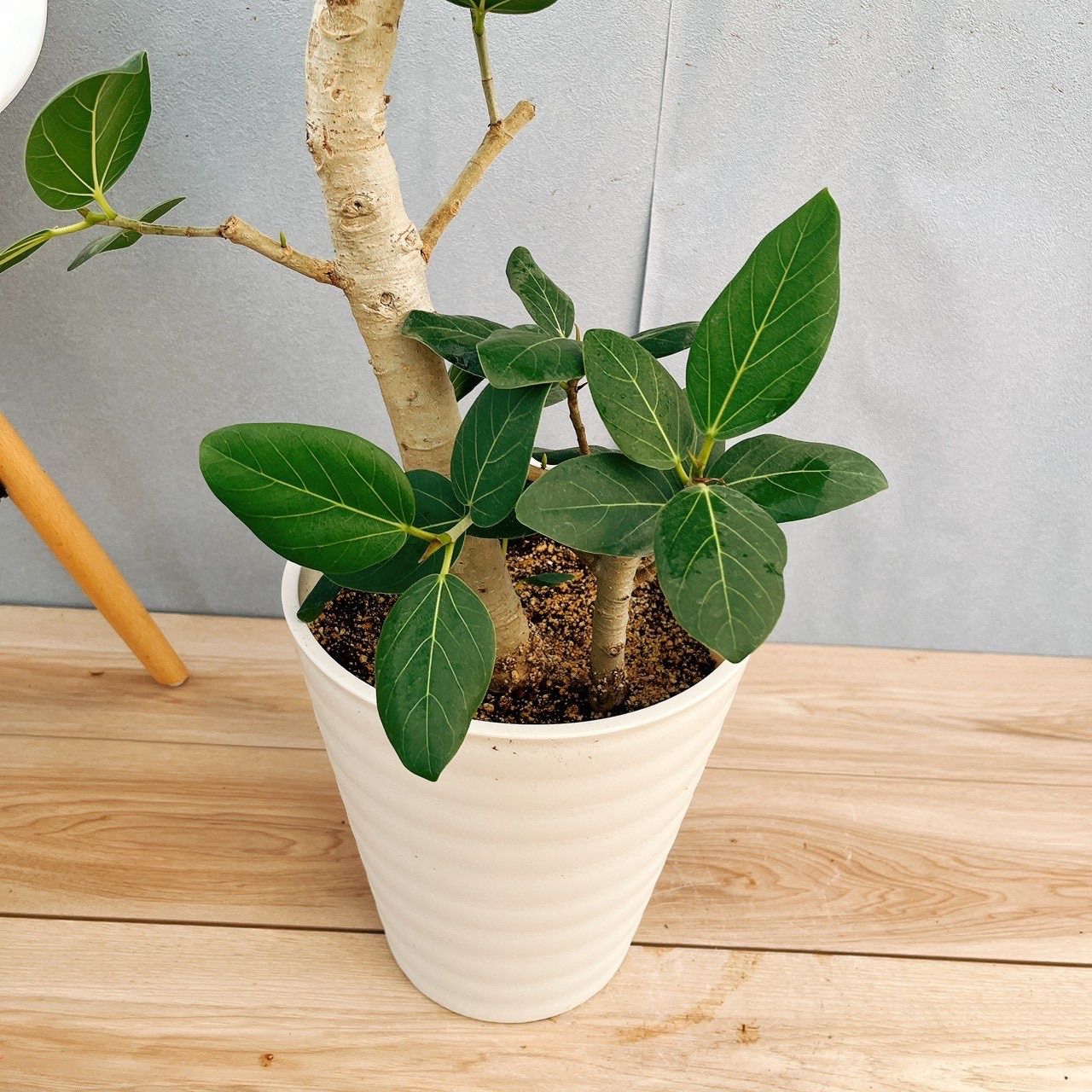 現品］99番 フィカス ベンガレンシス 曲がり 8号 観葉植物 室内 大型