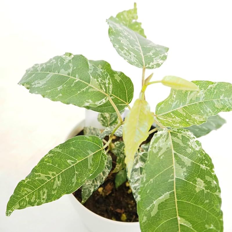 ＩＴＡＮＳＥ フィカス アスペラ 4号 3個セット 観葉植物 学名 Ficus aspera クワ科 常緑高木 南西大西洋の島バヌアツや 南太平洋諸島が原産の美しい斑入り葉が特徴の品種 葉は約20～30cmほどまで大きく成長し濃い緑色に白色や灰緑色の