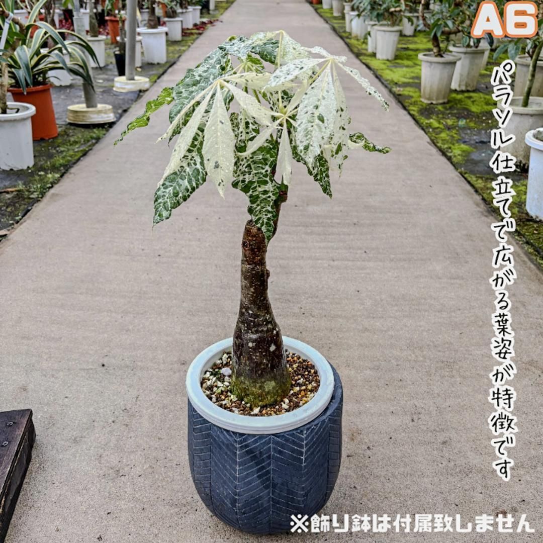 実生パキラミルキーウェイA6/複数接木/枝分岐パラソル仕立て