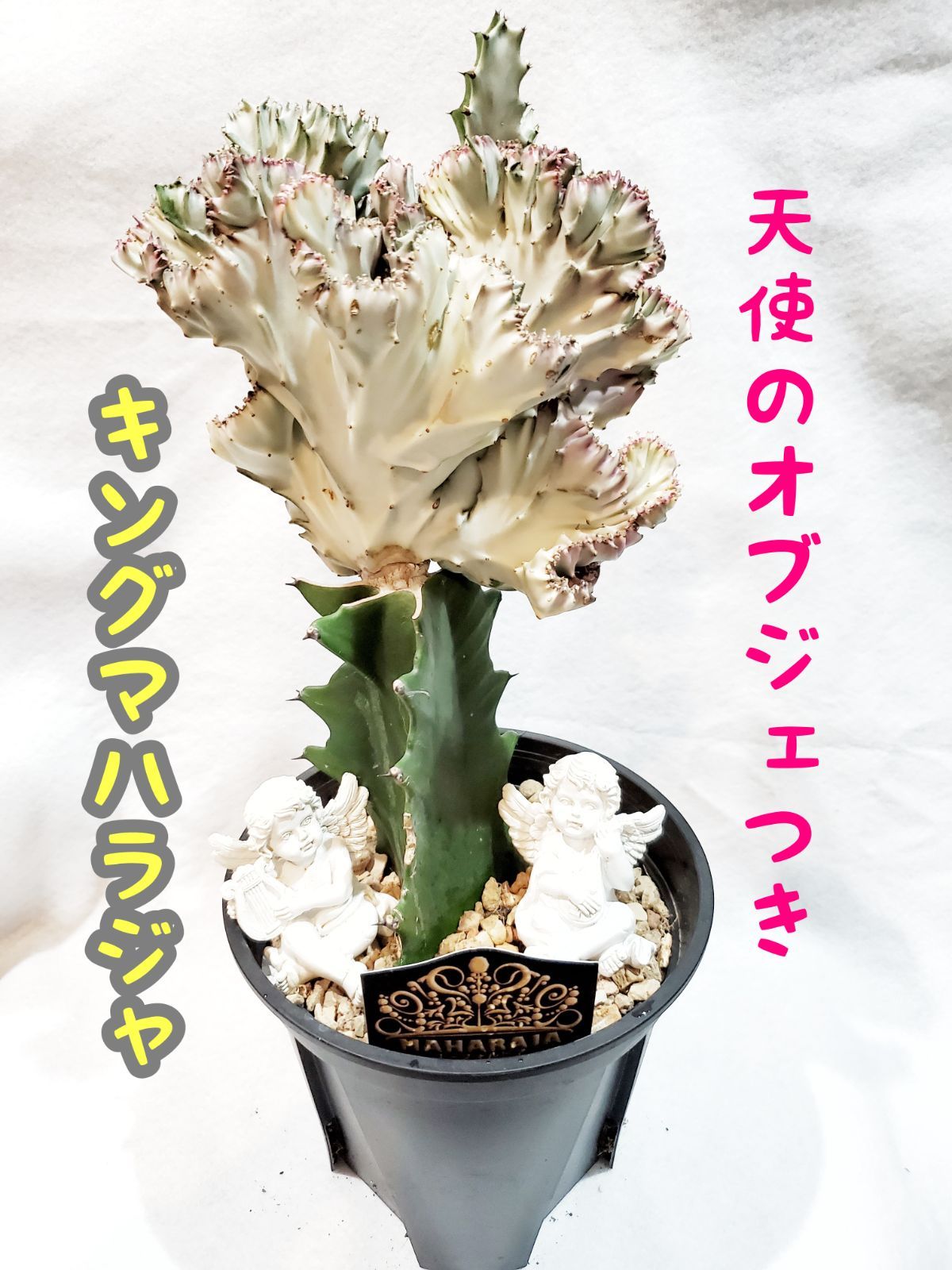 レア♤ユーフォルビア キングマハラジャ☘️鉢ごと - メルカリ