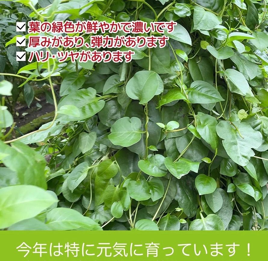 オカワカメ おかわかめ 約200g 雲南百薬 無農薬自然栽培