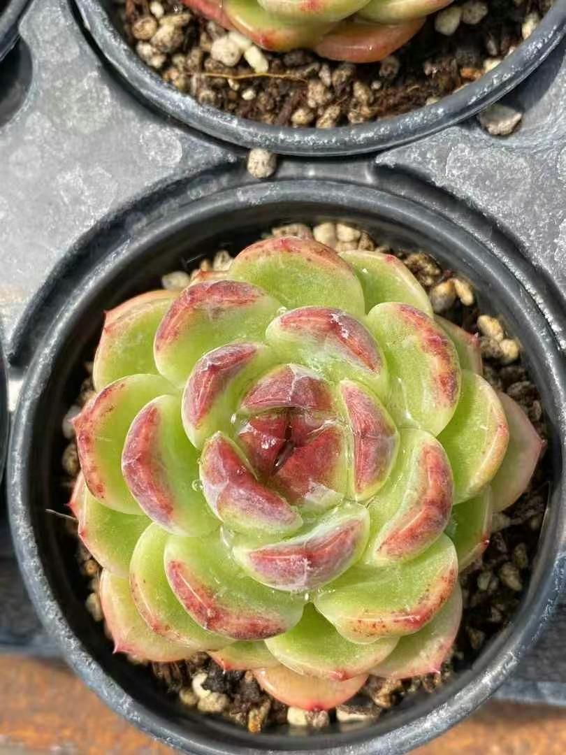 丼鉢・幾何学模様・3個組 砥部焼 初代西岡一広氏作 幾何学模様 金彩